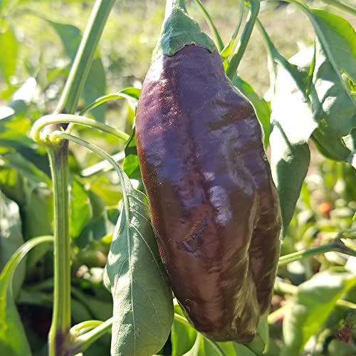 Mountain Valley Seed Co Sweet Chocolate Sweet Pepper Seeds 300 Mg Non-GMO