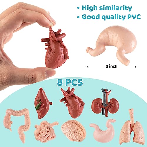 8PCS Mini Human Body Model for Kids