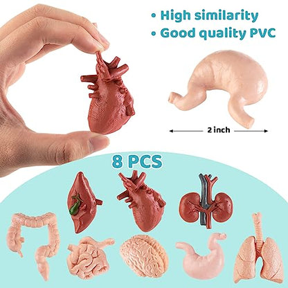 8PCS Mini Human Body Model for Kids