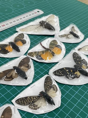10 Real Mounted Insect Specimens Shadow Box Cicada Beetle Scorpion VESET7 - color: 10 Real Cicada