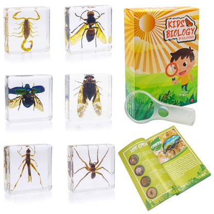 Insect Specimen Set, Bugs Collection Scientific Education Gift for Kids Aged 3-8-12 (Cicada, Wasp, Spider, Scorpion, Locust, Chafer) - style: Cicada, Wasp, Spider, Scorpion, Locust, Chafer