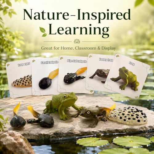 Montessori Life Cycle Animal Figures with Flash Cards, Lifelike Animal Growth Cycle Biological Model Set (Frog) - style: Frog