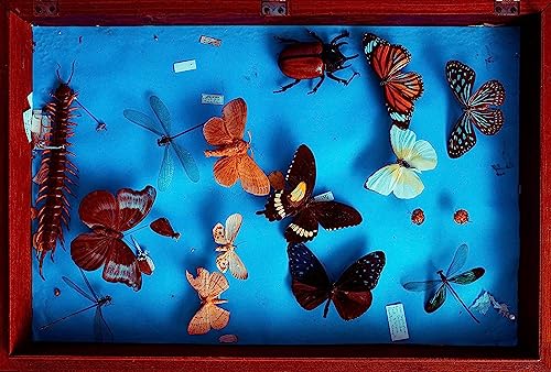 Making Insect Specimen Tools Kit, Insect Pins,Insect Pinning Board, Wings Pressing Paper,Tweezers, Scissors, Insect Display Case, Insect Collection for Bug Hobbyist/Biology Projects - size: Display Case Box Kit