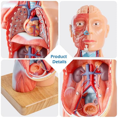 Human Body Model for Anatomy Study, 15 Part 11''