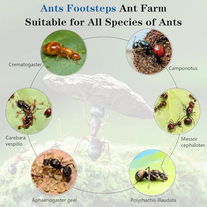 Ant Farm Nest Science DIY Terrarium Kit Care for Live Ants Ant Habitat with Water Tower Nurturing Room and Comprehensive Observation - size: 12