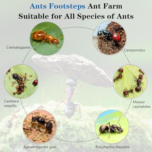 Ant Farm Nest Science DIY Terrarium Kit Care for Live Ants Ant Habitat with Water Tower Nurturing Room and Comprehensive Observation-Set 4 - size: 4