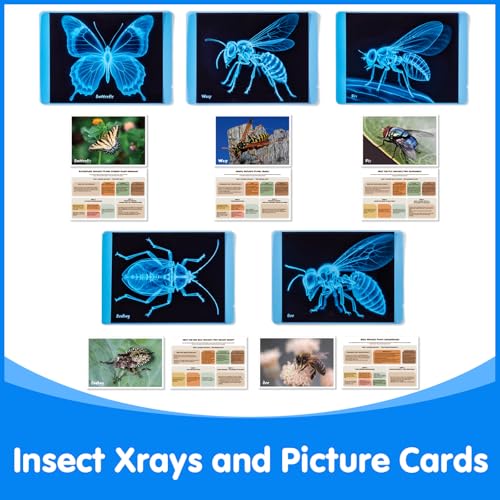 Insect Xrays – Bug Science Kit - Light Table Accessories - style: Insect Series