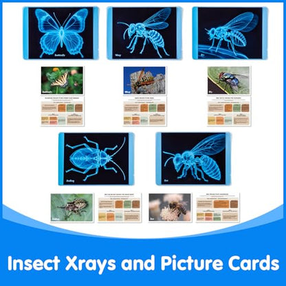 Insect Xrays – Bug Science Kit - Light Table Accessories - style: Insect Series