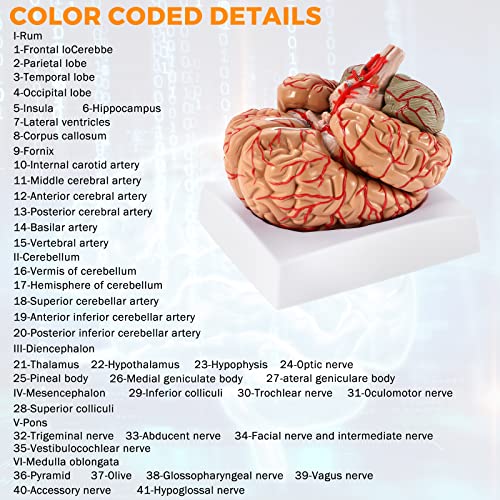WICHEMI Human Brain Model Anatomy 8-Part Life Size Anatomical Model