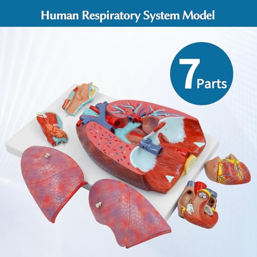JNMFTD Human Respiratory System Model,1:1 Life Size Human Larynx Heart Lungs Anatomy Model 7-Parts Removable Organs with Product Manual Card PVC Labeled Number for Medical Study Display Educational