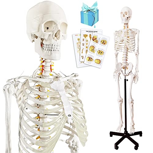 2026 New Medical Anatomical Human Skeleton Model, Life Size