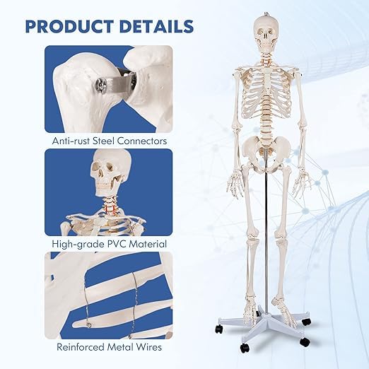 Nightcore 70.8 Foot Human Skeleton Model, Life-Size Skeleton with Rolling Bracket, Medical Model with 2 Caster Brakes, Removable Skeleton with Moving Arms & Legs, Ideal for Anatomy