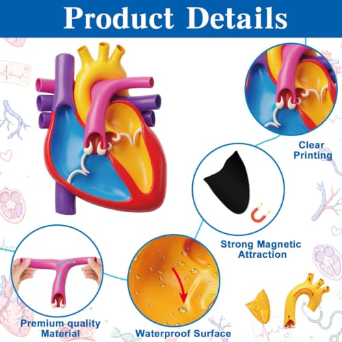 Magnetic Heart Anatomy Model with Labels Clearly Heart Structure Magnets Decoration Magnetic Teaching Aids Science Anatomy Magnet for Lab Decorations Teacher Must Haves Teaching Aid