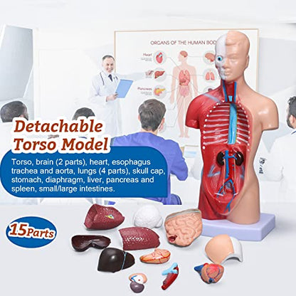 Human Heart & Body Torso & Skeleton Anatomy Model - Anatomical Assembly Model of Human Organs Mini Human Skeleton Model with Movable Arms and Legs for Medical Student Educational Kit