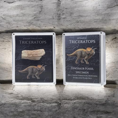 Authentic Triceratops Fossil Bone Gift Box - 67 Million Year Old Cretaceous Specimen in Lucite Case, Montana