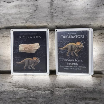 Authentic Triceratops Fossil Bone Gift Box - 67 Million Year Old Cretaceous Specimen in Lucite Case, Montana