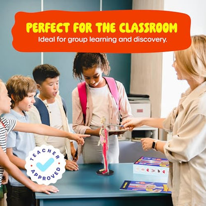Human Anatomy Squishy Body Model - STEM Science Kits for Kids Ages 8 Years