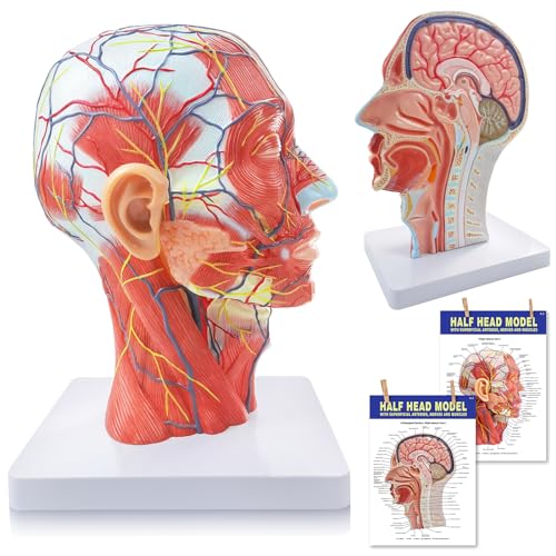 2026 New Life Size Anatomical Head Model Skull,Half Human Head