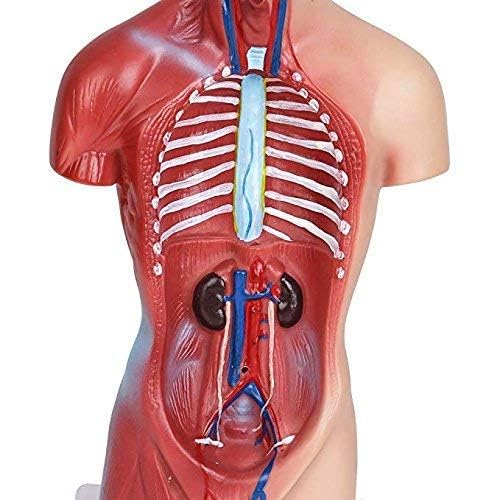 Plasdent superply Anatomy Model | 11inch Human Torso Body | Heart Brain Skeleton | Medical School Educational Tool
