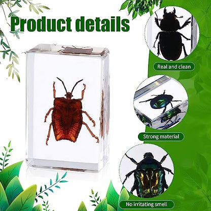16 Pcs Insect in Resin Specimen Butterfly Bugs Collection Paperweights，16 Styles Real Bug Specimen Bug Kit Preserved in Resin for Scientific Educational Display Supplies (Insect)