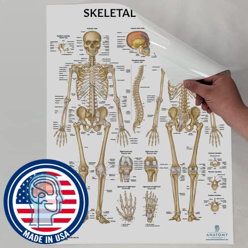 Anatomy Lab Skeletal System Poster, 17.3 x 22.5 Inches, Laminated, Anatomically Accurate, Wall Art for Home Office, Classroom, Fitness Studio - color: Skeletal