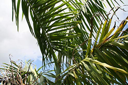 Royal Palm | Seed Grow Kit | The Jonsteen Company