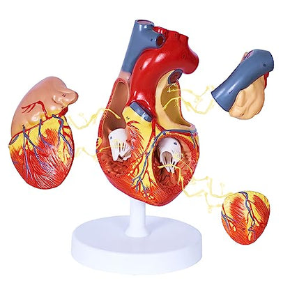 breesky Human Heart Model Anatomy, 4-Part 1:2 Anatomical Heart Model with 49 Anatomical Structures, Held Together with Magnets, Includes Mounted Display Base, Detailed Product Manual - style: 49-Numbered Anatomical Heart Model