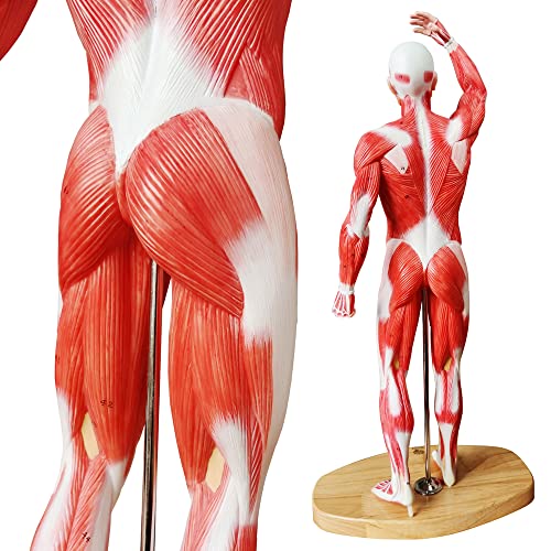 Human Muscle Model, 20" Miniature Muscular System Model - color: Human Muscle Model-1/4 Lifesize