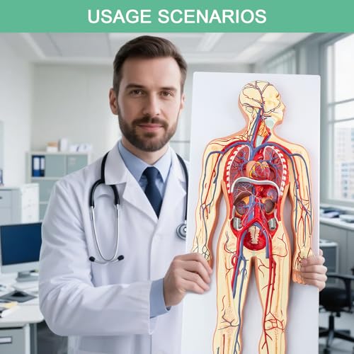 Human Circulatory System Relief Model – Half Life Size