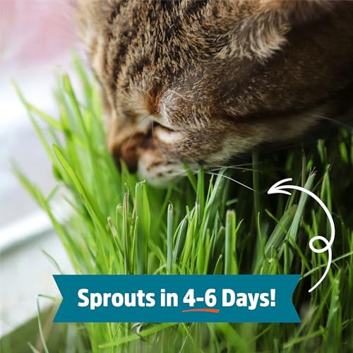Back to the Roots 100% Organic Wheatgrass Seeds | 1 Pound Non-GMO | Nutrient Dense, Easy to Grow | Cat Grass Planter Seeds - color: Wheatgrass 1lb