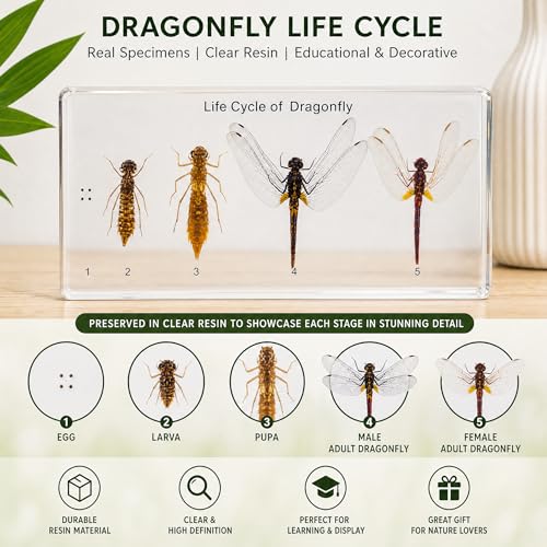 Life Cycle of Common Insect Specimen, Resin Collection Science Toys for Kids Aged 3-12 (Dragonfly) - color: Dragonfly