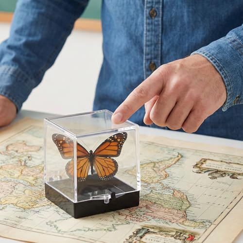 NOLITOY 60 pcs Clear Cube Display Boxes for Mineral Specimens – 35×35×35 mm Transparent Display Cases with Black Base – Collector’s Bulk Set for Rock Crystal Gemstone Storage