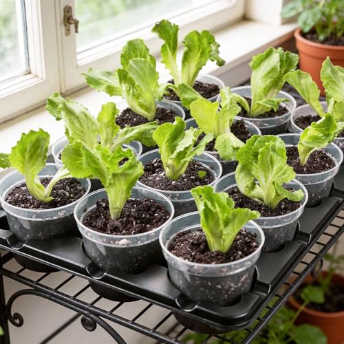 homenote 4 Inch Seed Starter Trays 2 Pack with Humidity Dome - size: 4 Inch, style: 2 Pack Tray+Nursery Pots+Humidity Dome