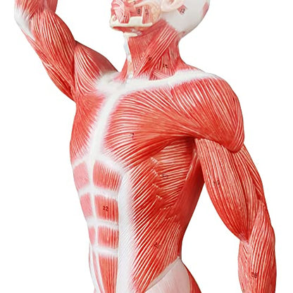 Human Muscle Model, 20" Miniature Muscular System Model - color: Human Muscle Model-1/4 Lifesize