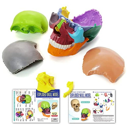 15-Part Puzzle Anatomy Skull Model,Colorful Exploded Brain Model Detachable
