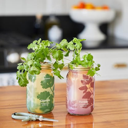 Modern Sprout Mason Jar Grow Set 6pk - Hydroponic Indoor Herb Garden Kit - color: Basil + Mint + Parsley + Cilantro + Rosemary+ Lavender, size: Garden Jars