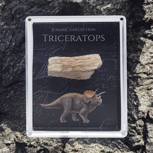 Authentic Triceratops Fossil Bone Gift Box - 67 Million Year Old Cretaceous Specimen in Lucite Case, Montana