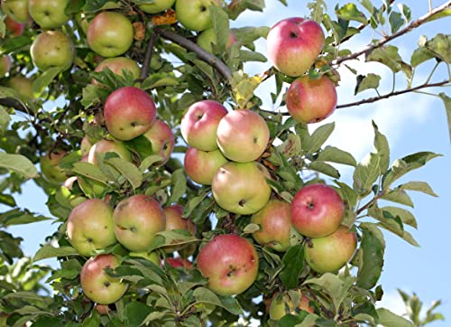 Apple Tree | Seed Grow Kit | The Jonsteen Company