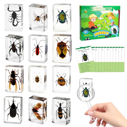 12Pcs Insect Specimens Set, Real Insect Taxidermy in Resin Specimens with Magnifier & Info Cards, Unique Science Classroom Science Education Animal Specimens, Bug Preserved, Oddities, Biology - color: 12 Pcs Insect Set 2