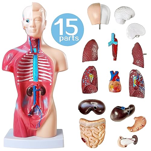 NEW HORIZON 15 PCS Removable Human Anatomy Torso Model 10.5 Inch Anatomical