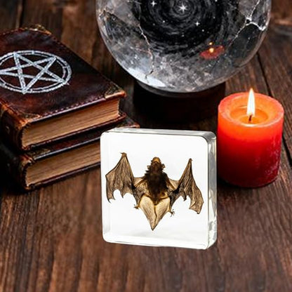 Bat Taxidermy in Resin Specimen Set for Science Education Classroom, Taxidermy Bat Collection,Oddities Animal Gift,Biology Home Décor Office Paperweight Bat in Resin (Bat) - size: Bat