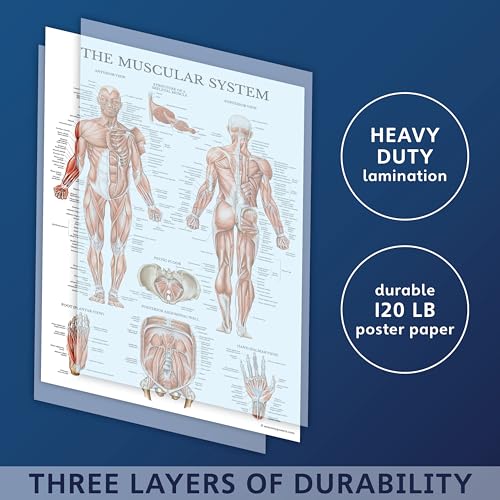 19 Pack - Anatomical Posters - Laminated - Muscular, Skeletal, Digestive, Respiratory, Circulatory, Endocrine, Lymphatic, Male & Female, Nervous, Spinal Nerves, Anatomy Charts - 18" x 24"