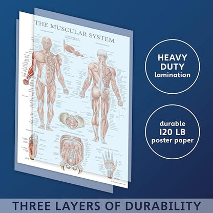 19 Pack - Anatomical Posters - Laminated - Muscular, Skeletal, Digestive, Respiratory, Circulatory, Endocrine, Lymphatic, Male & Female, Nervous, Spinal Nerves, Anatomy Charts - 18" x 24"