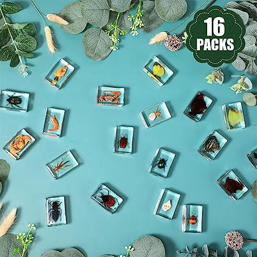 16 Pcs Insect in Resin Specimen Butterfly Bugs Collection Paperweights，16 Styles Real Bug Specimen Bug Kit Preserved in Resin for Scientific Educational Display Supplies (Insect)