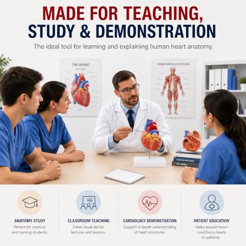 Life Size Human Heart Model, 2-Part, 34 Anatomical Structures - size: Life-Size 34 Anatomical Structures Model