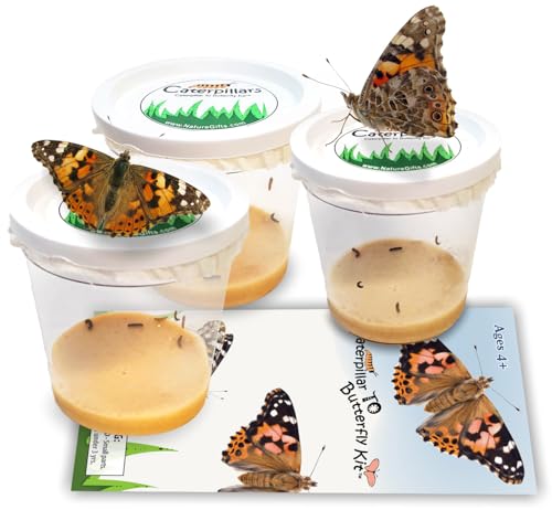 15 Live Caterpillars for Butterfly Kits, Painted Lady Refill with Food - style: 15 Live Caterpillars