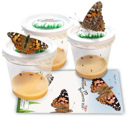 15 Live Caterpillars for Butterfly Kits, Painted Lady Refill with Food - style: 15 Live Caterpillars