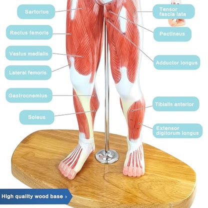 Miniature Human Muscle Anatomical Model - 1/3 Life-Size Numbered