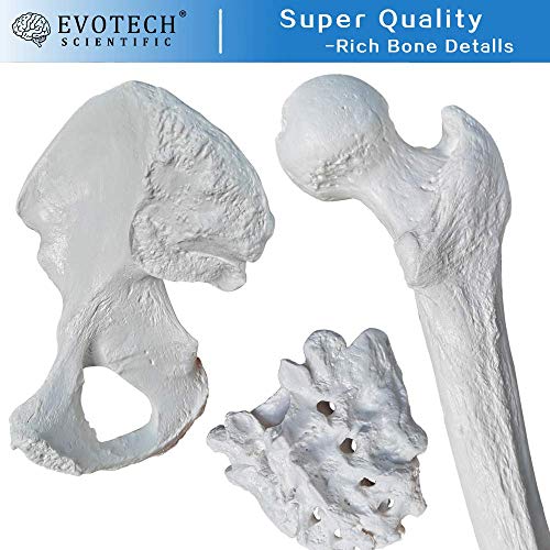 Disarticulated Human Skeleton Model for Anatomy 67 inch High, Full Size
