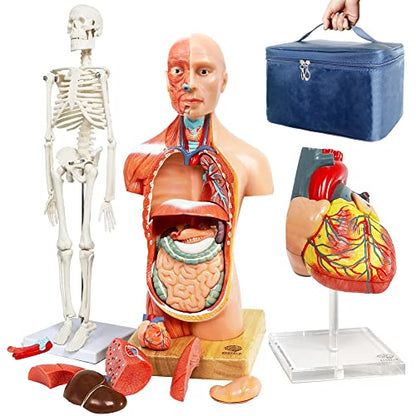 Human Body, Skeleton and Heart Models-Best Anatomy Model Bundle Set of 3